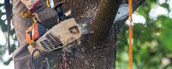 Best Lawn Irrigation Installation and Maintenance  in Arcola, IL