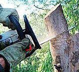 Trusted Arcola, IL Tree Services Experts