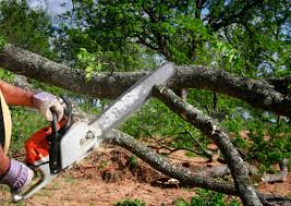 Best Root Management and Removal  in Arcola, IL