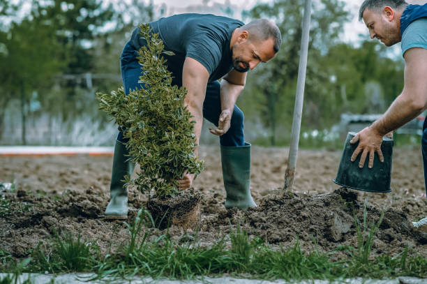 Best Emergency Tree Removal  in Arcola, IL