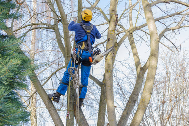 Best Stump Grinding and Removal  in Arcola, IL