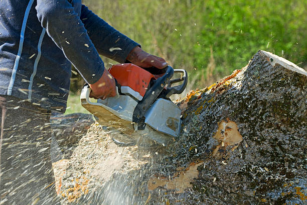 Best Utility Line Clearance  in Arcola, IL