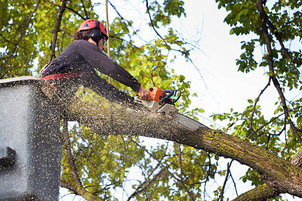 Best Storm Damage Tree Cleanup  in Arcola, IL